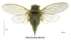 Maoricicada alticola female dorsal.jpg