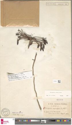 Marcgravia comosa preserved specimen.jpg