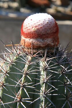 Melocactus azureus Buining & Brederoo mit weißer Frucht.jpg