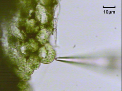 Mesophyll cell plant research NMT non-invasive micro-test technology.png