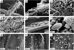 Microbial consortia naturally formed on the roots of Arabidopsis thaliana.webp