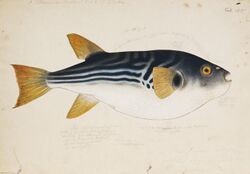 Naturalis Biodiversity Center - RMNH.ART.172 - Takifugu xanthopterus (Temminck and Schlegel) - Kawahara Keiga - 1823 - 1829 - Siebold Collection - pencil drawing - water colour.jpeg