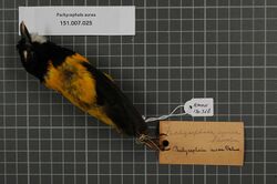 Naturalis Biodiversity Center - RMNH.AVES.130358 1 - Pachycephala aurea Reichenow , 1899 - Pachycephalidae - bird skin specimen.jpeg