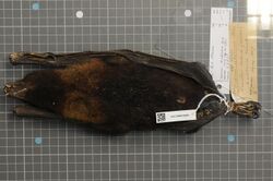Naturalis Biodiversity Center - RMNH.MAM.37821 ven - Pteropus ualanus - skin.jpeg