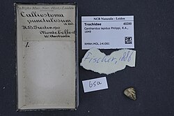 Cantharidus lepidus shell specimen