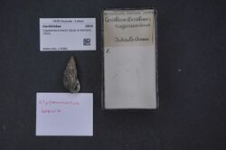 Naturalis Biodiversity Center - RMNH.MOL.174580 - Clypeomorus brevis (Quoy & Gaimard, 1834) - Cerithiidae - Mollusc shell.jpeg