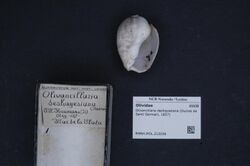 Naturalis Biodiversity Center - RMNH.MOL.212036 - Olivancillaria deshayesiana (Ducros de Saint Germain, 1857) - Olividae - Mollusc shell.jpeg