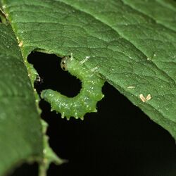 Nematus spiraeae larva after last moult.jpg