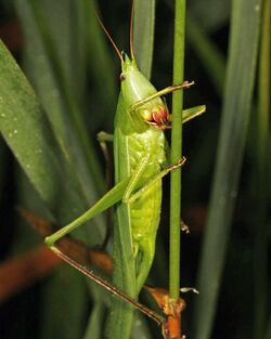 Neoconocephalus ensiger.jpg