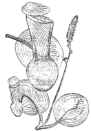 Nepenthes clipeata holotype (Hallier 2344).
