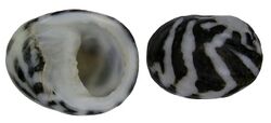 Nerita chamaeleon Linné, 1758 (3159921374).jpg