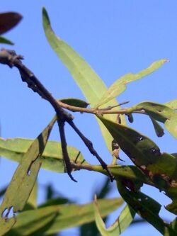 Notelaea microcarpa Burrendong.JPG