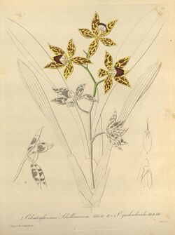 Odontoglossum schillerianum and Odontoglossum epidendroides-Xenia 1-22 (1858).jpg