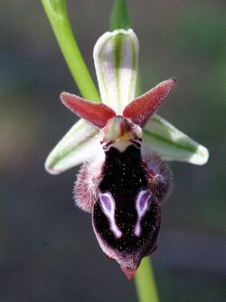 Ophrys reinholdii Rhodos 05.jpg