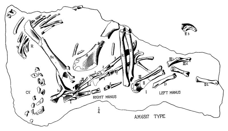 File:Oviraptor arms.jpg