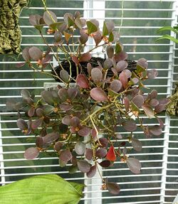 Pachycentria glauca - Lyman Plant House, Smith College - DSC01999.jpg