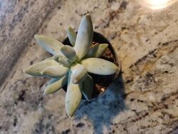 Pachyphytum bracteosum top.jpg