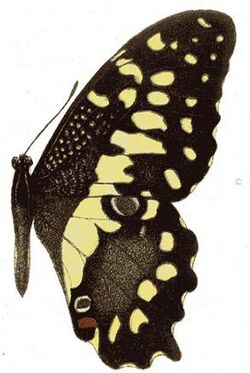 Papilio erithonioides.JPG