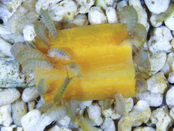 Parhyale hawaiensis - adult - feeding on a slice of carrot.png