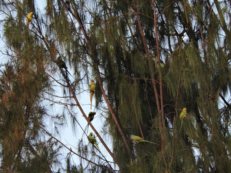 File:Parrots flock , City bird sanctuary, Chandigarh,.JPG