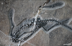 Pectodens fossil.png