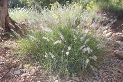 Pennisetum orientale II.jpg