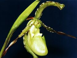 Phragmipedium boissierianum.jpg