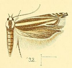 Pl.4-fig.32-Polyhymno cleodorella Walsingham, 1891.jpg