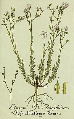 Plantarum indigenarum et exoticarum icones ad vivum coloratae, oder, Sammlung nach der Natur gemalter Abbildungen inn- und ausländlischer Pflanzen, für Liebhaber und Beflissene der Botanik (15904674577) (cropped).jpg
