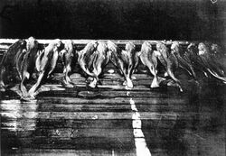 Black and white photo of a row of small sharks lying side by side on the deck of a fishing boat