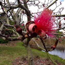 Pseudobombax ellipticum at Ringling.jpeg