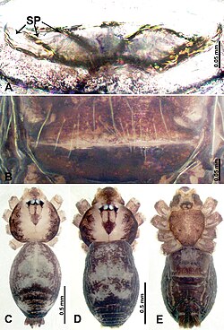 Psiloderces malinoensis (10.3897-zookeys.902.38967) Figure 26.jpg