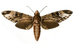 Psilogramma discistriga.png