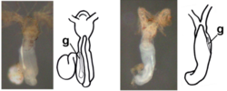 Pterobranch gonal asymmetry.png