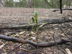 Pterostylis woollsii.jpg