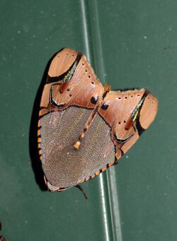 Ramadasa pavo (Noctuidae, Bagisarinae).jpg