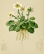 Ranunculus bilobus Atlas Alpenflora.jpg