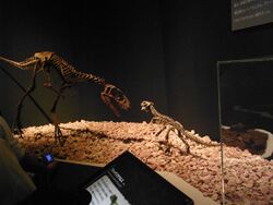 Raptorex vs Psittacosaurus.jpg