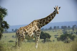 Rothschild's giraffe (Giraffa camelopardalis rothschildi) - Murchison Falls National Park.jpg