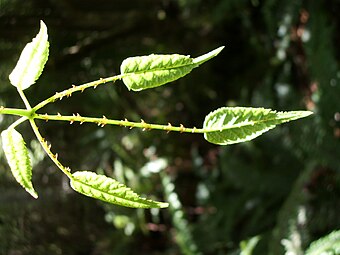 Rubus cissoides - BushLawyer.jpg
