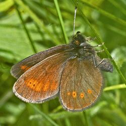 Satyrinae - Erebia melampus-001.jpg