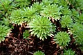 Saxifraga × arendsii kz2.jpg
