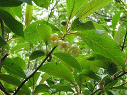 Schisandra grandiflora - Flickr - peganum.jpg