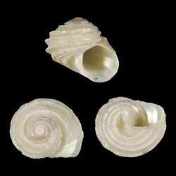 Seashell Cantrainea alfi.jpg