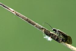 Sialis.lutaria.female.laying.eggs.jpg