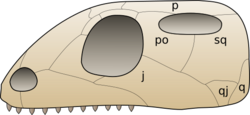Skull euryapsida 1.svg