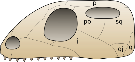 File:Skull euryapsida 1.svg