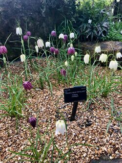 Snake's Head Fritillary garden.jpg