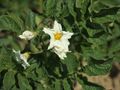 Solanum tuberosum Barbara (03).jpg