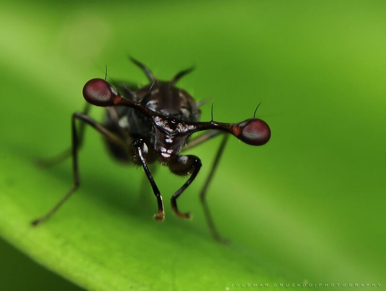 File:Stalk-eyed fly.jpg